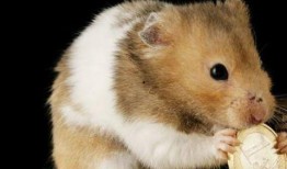 最新老鼠爆料,最新老鼠爆料揭露明星真实面目